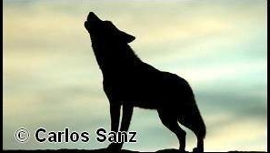 Carlos Sanz Amigo Lobo